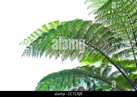 Molti alberi di felce giganti in una foresta tropicale con uno sfondo di cielo blu e nuvole bianche. Può essere utilizzato come sfondo e carta da parati Foto Stock