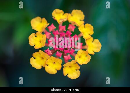 Primo piano vista di una bella colorata magenta e giallo dorato fiore Lantana camara con un bel bokeh morbido sullo sfondo. Foto Stock