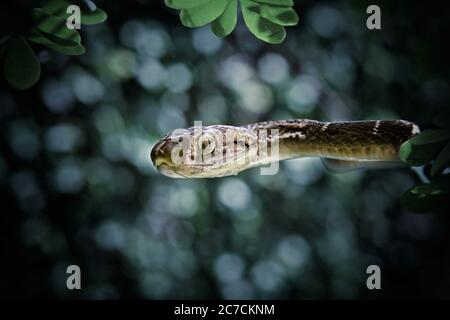 Primo piano selettivo di un serpente marrone su un albero con uno sfondo sfocato Foto Stock