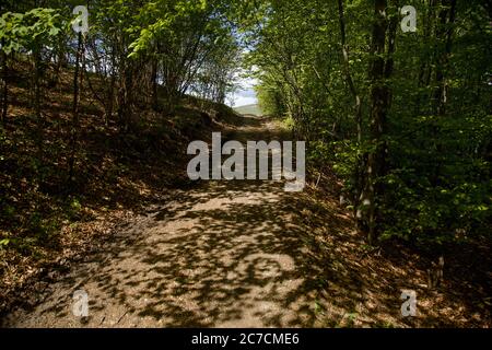 Strada forestale sotto la foresta baldacchino. Luce che splende attraverso le foglie sul terreno e crea molte forme d'ombra, Slovacchia Foto Stock