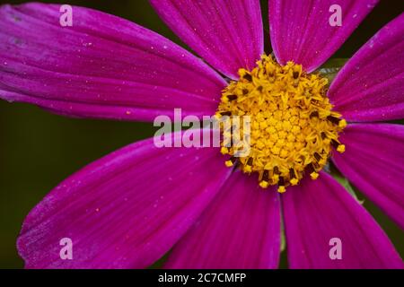 Fiore rosso con nettare giallo su sfondo sfocato. Primo piano. Foto Stock