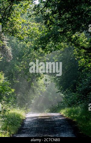 La luce del sole filtra tra tra gli alberi su un sentiero nebbioso della foresta all'alba, creando un'atmosfera serena nella natura francese Foto Stock