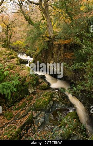 Aira Beck nel bosco autunnale vicino Ullswater nel Lake District National Park, Cumbria, Inghilterra. Foto Stock