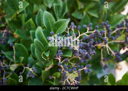 Ramo di Ligustrum japonicum con frutti blu Foto Stock