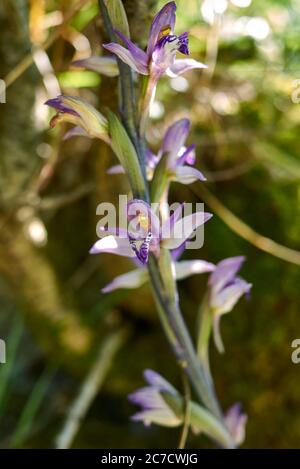 Livodorum abortivum fiori viola Foto Stock