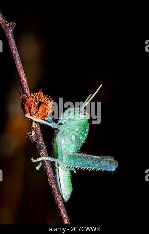 Green Grasshopper coperto di gocce d'acqua seduto su una pianta verde, Nosy Komba, Madagascar Foto Stock