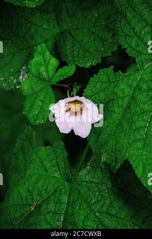 Immagine verticale selettiva di un fiore di rosa sempreverde tra foglie verdi Foto Stock