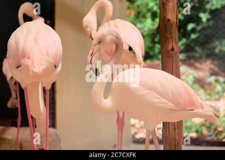 Fenicotteri rosa nella voliera dell'accoglimento dello zoo. Foto Stock