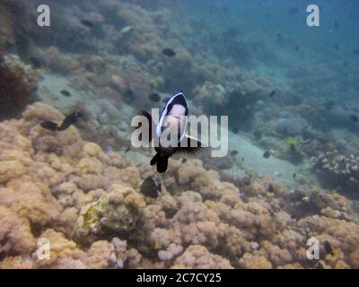 Fuoco di primo piano selettivo di un pesce bianco e nero tra barriere coralline Foto Stock