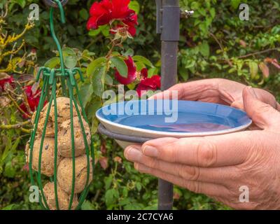 Le mani di un uomo che tiene una ciotola di acqua fresca nell'anello di tenuta di un palo di cibo di uccello, con un alimentatore di palla grasso appeso a fianco, nel giardino / cortile. Foto Stock