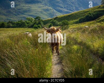 Bestiame delle Highland in piedi su un sentiero e godendo il sole di primavera nelle Highlands scozzesi Foto Stock