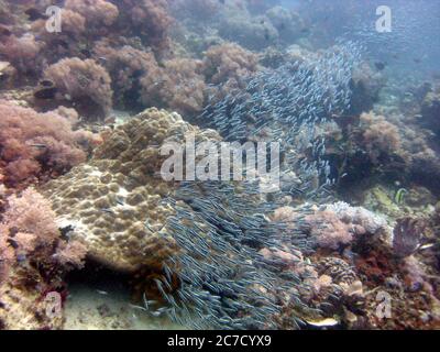 Scatto subacqueo di una scuola di piccoli pesci blu nuoto vicino a una barriera corallina Foto Stock