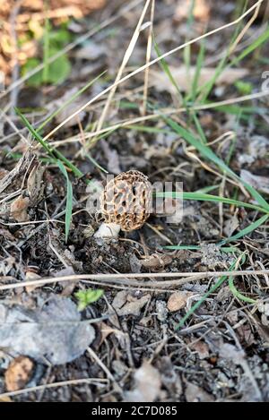 Morchella esculenta primo piano Foto Stock