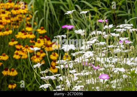 White Corn Cockle Agrostemma githago "Ocean Pearl", fiori da giardino di luglio Foto Stock