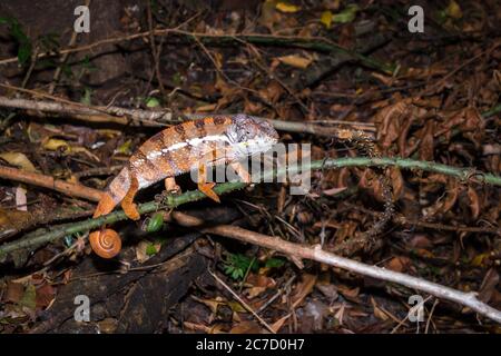 Panther chameleon (Furcifer pardalis) che giace su un ramo di albero, Madagascar Foto Stock