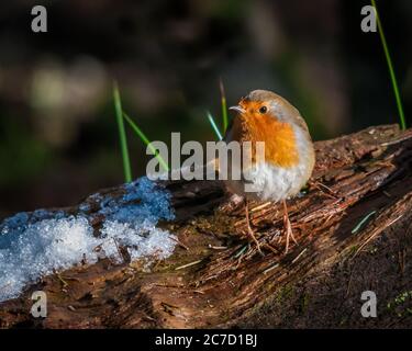Un robin, erithacus rubbecula, seduto appollaiato su un tronco di albero coperto di neve in Scozia Foto Stock