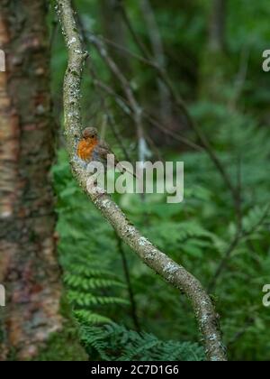 Un robin, erithacus rubecula, seduta appollaiato su un ramo in un giardino bush in Scozia Foto Stock