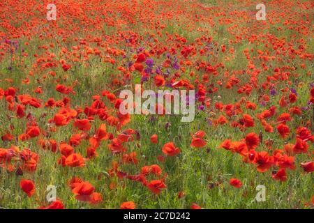 Campo con fiori di papavero rosso selvatico in estate. Sfondo floreale naturale, messa a fuoco selettiva, romantico e sognante. Foto Stock