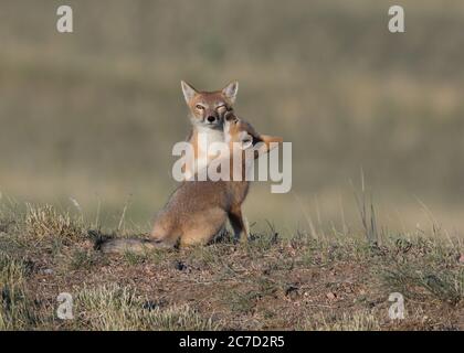 Una rapida volpe vixen tiene un occhio vigile fuori mentre ottiene un bacio dal suo cucciolo. Foto Stock