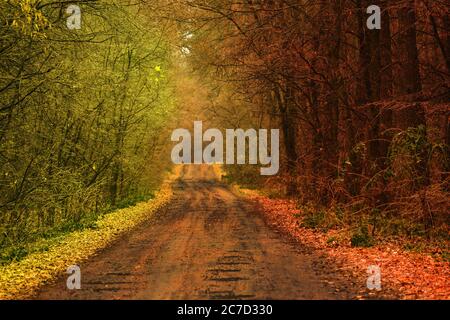 Autunno foresta natura. Paesaggio con piacevole caldo sole. L'estate incontra l'autunno Foto Stock