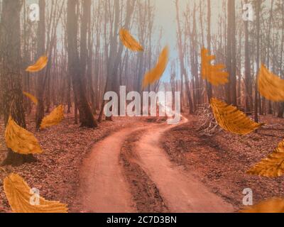 Autunno foresta natura. Paesaggio con piacevole caldo sole. Caduta foglie di autunno. Foto Stock