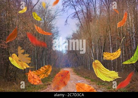 Cornice di confine delle foglie autunnali che cadono su sfondo paesaggistico. Belle foglie d'autunno colorate che cadono. Autunno albero foglie sfondo naturale Foto Stock