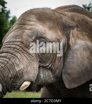 Vista dettagliata laterale ravvicinata della faccia animale dell'elefante africano (Loxodonta africana) isolata all'aperto al West Midland Safari Park UK. Cattività della fauna selvatica. Foto Stock