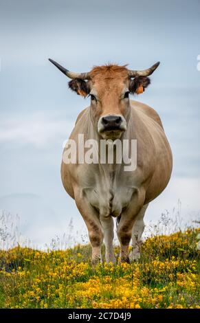 Ritratto di una mucca Aubrac guardando la macchina fotografica , pascolo in campi in altitudine con fiori gialli. Lozere Francia. Foto Stock