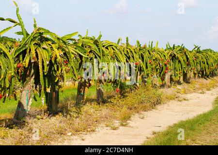 Un campo di frutta di drago coltivato vicino Homestead Florida. Il frutto del drago cresce su piante di cactus. Foto Stock