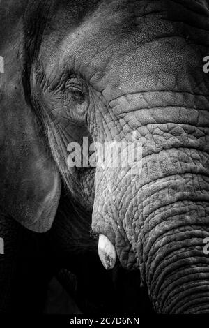 Monocromatico, vista ravvicinata di un bellissimo elefante africano (Loxodonta africana) isolato all'aperto in un parco naturale del Regno Unito. Foto Stock