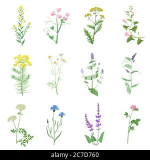 Set di colori di erbe selvatiche isolato. Fiori selvatici, erbe, foglie. Giardino e fogliame selvatico, fiori, rami illustrazione vettoriale Illustrazione Vettoriale
