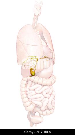 rappresentazione 3d con precisione medica dell'anatomia della cistifellea degli organi Foto Stock