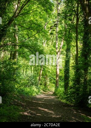 Percorso boschivo inglese. Una vista estiva di un antico sentiero forestale che passa attraverso le zone rurali South Downs nel sud dell'Inghilterra. Foto Stock