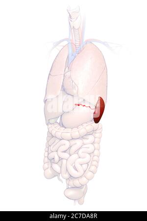 Rappresentazione 3d, rappresentazione accurata dal punto di vista medico dell'anatomia della milza Foto Stock