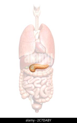 3D Rendering accurato dal punto di vista medico illustrazione del pancreas Foto Stock