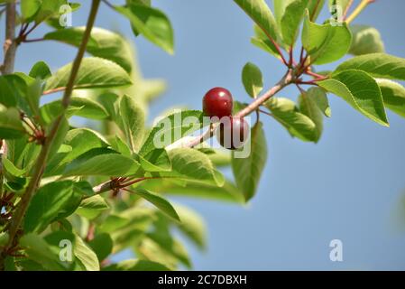 Le ciliegie appeso a un albero ciliegio ramo Foto Stock