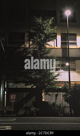 Vista notturna di un alto albero illuminato da una lampione su una strada laterale vicino alla Stazione di Akihabara a Chiyoda City, Tokyo Foto Stock