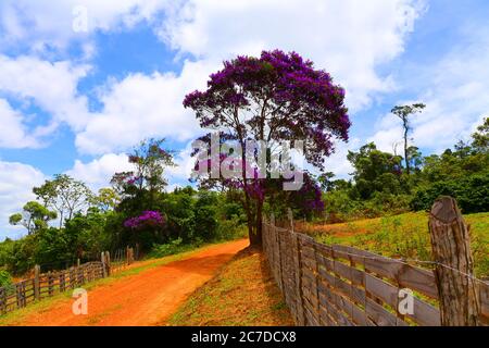 Bella piantagione di caffè, Chapada Diamantina, Bahia, Brasile Foto Stock