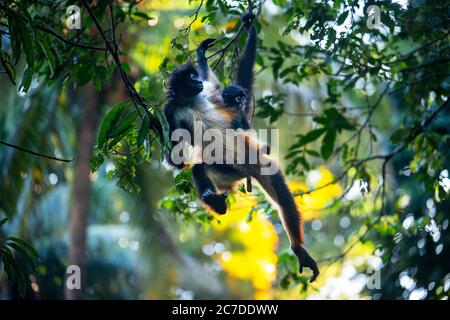 Alcune scimmie ragno a Puerto Barillas nella Baia di Jiquilisco nel Golfo di Fonseca Oceano Pacifico El Salvador America Centrale. Nicarag in pericolo critico Foto Stock