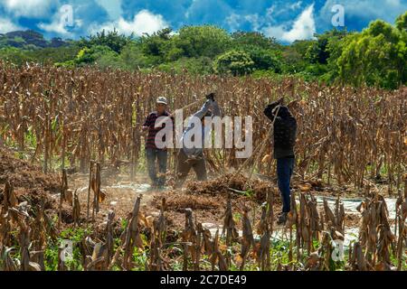 Lavoratori in un campo di mais a Izalco, Cerro Verde National Park. La valle verde e le piccole case tra i vulcani di Santa Ana, Izalco e Cerr Foto Stock
