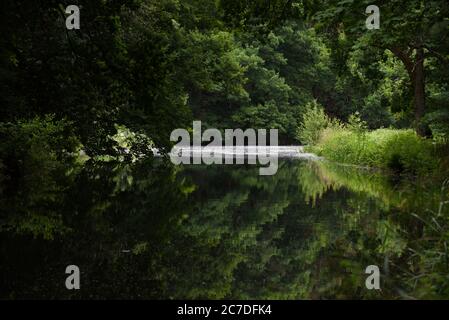 I colori verdi luminosi della tarda primavera e dell'estate si riflettono nelle acque cristalline del bellissimo canale di Basingstoke, nel Surrey. Foto Stock