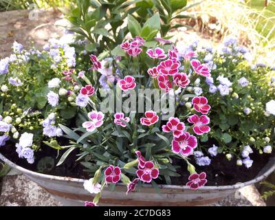 Metal Flower Pot con fiori estivi colorati primo piano Foto Stock