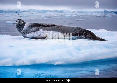 Ritratto di una foca leopardo, Hydrurga leptonyx, poggiata su un pavimento di ghiaccio. Turisti esplorando con zodiac Paradise Bay Antartico Penisola Antartica Antartide. Il Foto Stock
