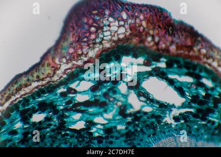 Foto microscopica di una cellula vegetale con colori rosso e verde e texture cellulari. Foto Stock