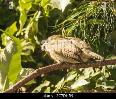 Giovane femmina Casa Sparrow, Passer domesticus, ramo arroccato Foto Stock