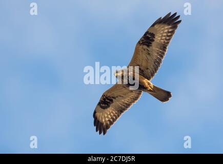 La poiana a zampe ruvide (Buteo lagopus) vola in alto nel cielo blu con ali spalmate Foto Stock