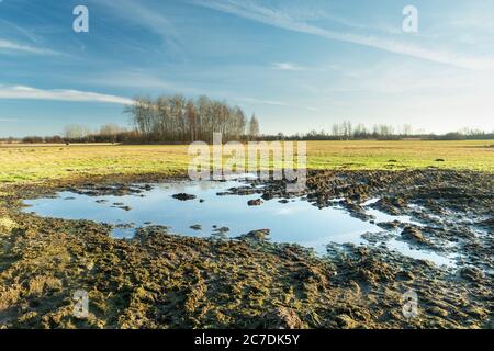 Acqua dopo la pioggia e fango sul prato, alberi all'orizzonte e cielo blu Foto Stock