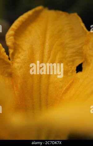 Un fiore comune di zucca trovato nel giardino del cortile. Foto Stock