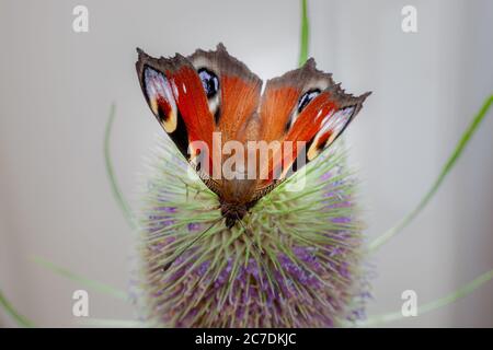 macro primo piano di farfalla di pavone su una pianta di teasel Foto Stock