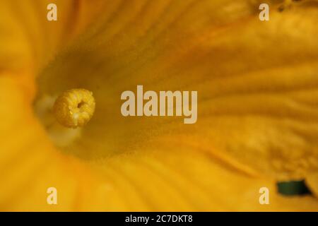 Un fiore comune di zucca trovato nel giardino del cortile. Foto Stock